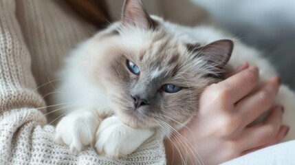  cuddly   cat nestled in its owner's arms, purring contentedly. 