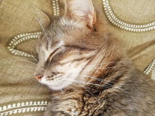 Tabby cat lies on a cardboard scratching post and looks into the camera.