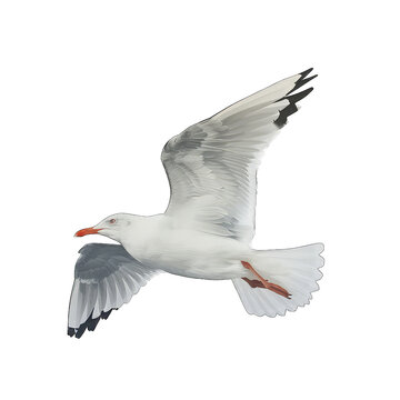 Seagulls isolated on Transparent Background, without background .PNG