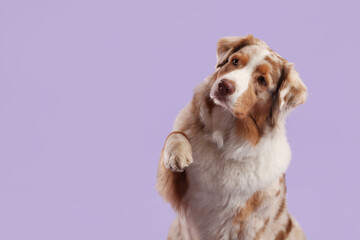 Cute Australian Shepherd dog on purple background