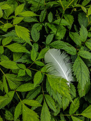 feather on leaf