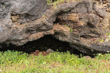 Plants and flowers grow near black volcanic basalt rocks. Beautiful flora in the Azores.