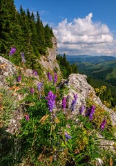 In the foreground mountain flowers in the Tatra National Park. In the background rocky peaks with...