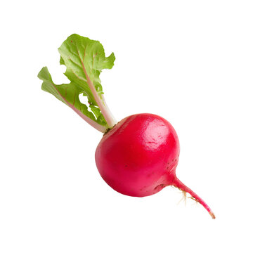 recommend clip art: Red radish isolated on transparent background