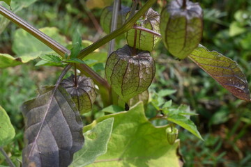 Physalis angulata flowers. It  is an erect herbaceous annual plant belonging to the nightshade family Solanaceae. The flowers are five sided and pale yellow. yellow orange fruits are borne inside.
