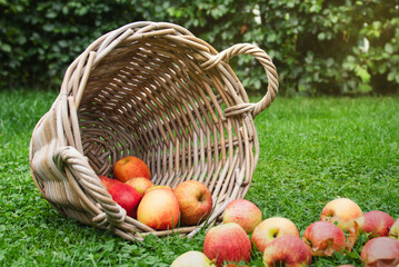 A wicker basket and ripe apples on green grass