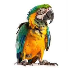 Fototapeta premium bird, parrot, eagle, crow on white background