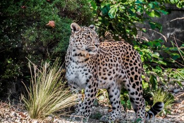 The leopard, with its sleek coat adorned by rosette patterns, prowls stealthily through the dense...