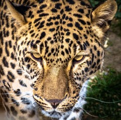 The leopard, with its spotted coat and stealthy movements, prowls the jungle, embodying grace,...