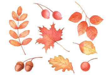 Autumn maple, oak leaves. Hand drawn watercolor fall illustrations set isolated on transparent background. Acorn and berry