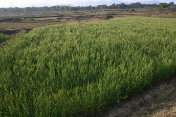 Ears of wheat plants. Panoramic view of green field of wheat a clear sunny day. Green wheat field swaying in the wind. Beautiful view of green field.