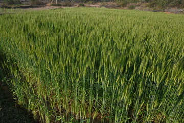 Ears of wheat plants. Panoramic view of green field of wheat a clear sunny day. Green wheat field swaying in the wind. Beautiful view of green field.
