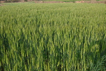 Ears of wheat plants. Panoramic view of green field of wheat a clear sunny day. Green wheat field swaying in the wind. Beautiful view of green field.
