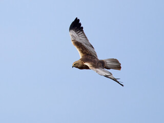 Western marsh harrier (Circus aeruginosus)