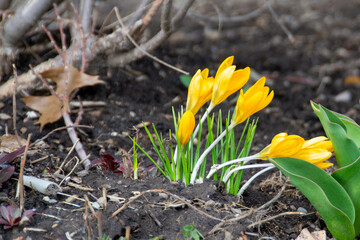 A group of yellow crocuses in the grass. View of magic blooming spring flowers crocus growing in wildlife. Yellow crocus growing from earth outside. Beautiful crocuses in a garden at springtime