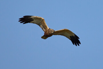 Western marsh harrier (Circus aeruginosus)