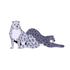 Cute pair of spotted irbis. Furry snow leopards sit, stretch. Wild big cats of snowy mountains. Couple of north wildcat. Polar fauna, animals. Flat isolated vector illustration on white background