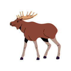 Brown moose bull with large antler walking. American elk, deer stag with horns. Woodland animal. Wildlife of Alaska or Canada woods, forest fauna. Flat isolated vector illustration on white background