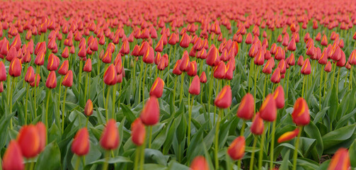 Tulip cultivation in the Netherlands, floral background. Beautiful colours.