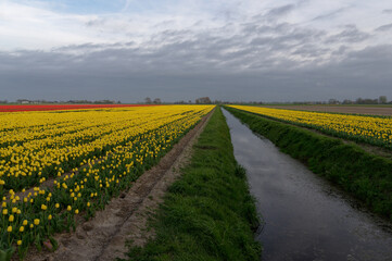 Tulip cultivation in the Netherlands, floral background. Beautiful colours. - obrazy, fototapety, plakaty