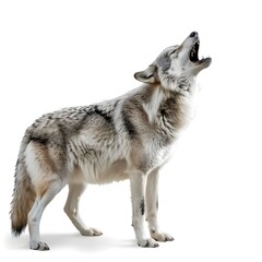 wolf isolated on white background, Sitting howling wolf on white  background. Generative AI, Wolf Howling Isolated On white background.