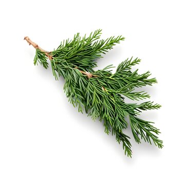 tree branch with cones on white background,  Juniperus squamata or Himalayan juniper twig isolated on white background,  Green pine leaves isolated on white background.