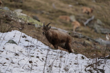 ibex, steinbock, mountain goat on a rock in pontresina graubuenden switzerland ch swis alps