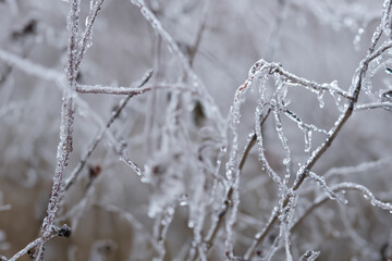 Ice on the grass.The weather was so cold that the dripping dew froze nicely.