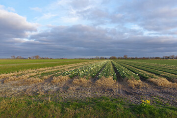 Floriculture in the Netherlands, background.