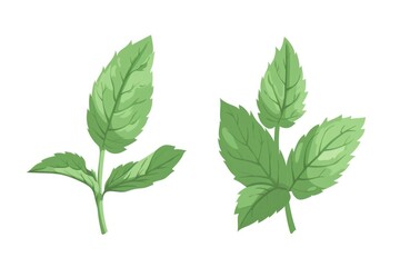 Simple and elegant image of two green leaves on a clean white backdrop. Suitable for various design projects