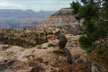A local squirrel at the Grand Canyon, Arizona