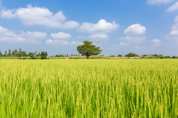 Rice crop soon to be harvested in the farmland and blue sky.