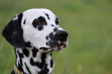 Dalmatian dog (Lucky-Duncansby Spotted Dalmatian Kennel)