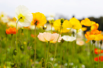 Beautiful poppy flower garden. The Expo 70 Commemorative Park, Osaka, Japan