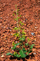 Thai copper pod flower on Brick background with soft shadow. (Scientific name Senna siamea). Cassod...
