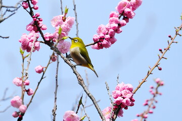 梅の花の蜜を吸うメジロ