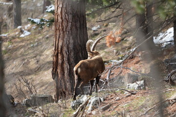 herd of steinbock capricorns grazing in Pontresina, Graubuenden, during summer. Ibex herd.