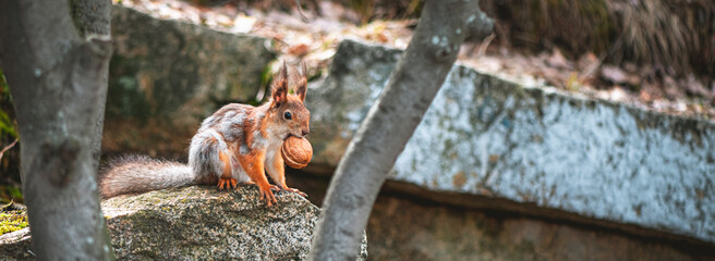 squirrel in the spring in a gray-red fur coat, molting, changing color in the spring. nursing...