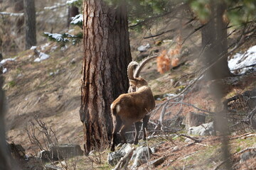 herd of steinbock capricorns grazing in Pontresina, Graubuenden, during summer. Ibex herd.