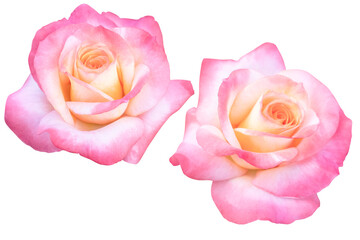 Beautiful yellow-pink roses heads blooming isolated on white background.Photo with clipping path.