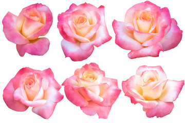 Pink, white and yellow roses on a white background. Photo with clipping path.