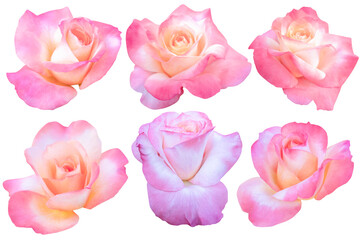 Orange-pink roses on a white background.Photo with clipping path.