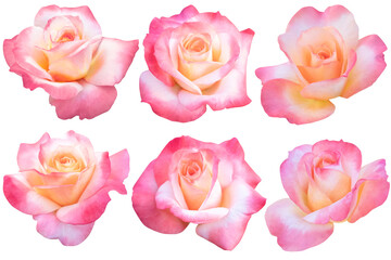 Six roses with large pinkish-white petals isolated on the white background.Photo with clipping path.