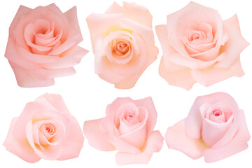Six soft pink roses with large pink petals isolated on the white background.Photo with clipping path.