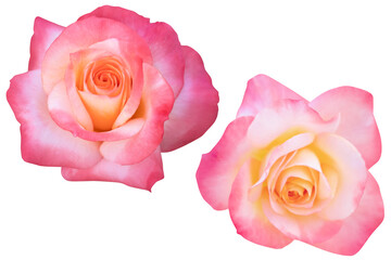2 large pink roses heads blooming isolated on white background.Photo with clipping path.