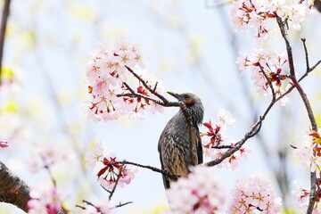 桜の蜜を吸うヒヨドリ