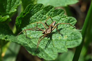 a spider about to attack a green leaf in a spring field