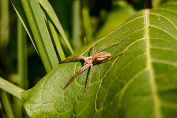 spider basking in the sun on a large green leaf in a field