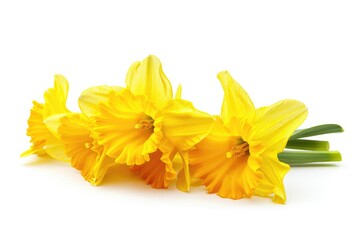 Isolated Yellow Trumpet Flower on White Background - Spring Daffodil in Gold Color