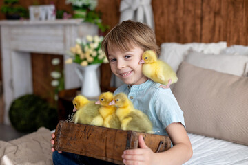 Happy beautiful child, kid, playing with small beautiful ducklings or goslings,, cute fluffy animal birds - 796285005